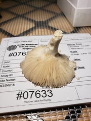 Russula modesta