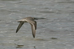 Calidris canutus