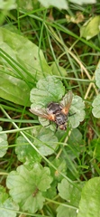 Tachininae