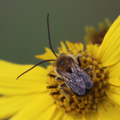 Melissodes trinodis