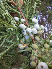 Juniperus scopulorum