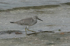 Calidris canutus
