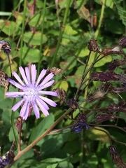 Lactuca sibirica
