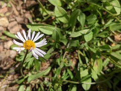 Erigeron coulteri