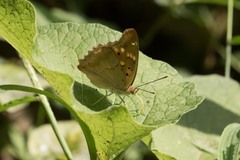 Apatura ilia