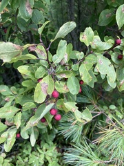 Ilex mucronata