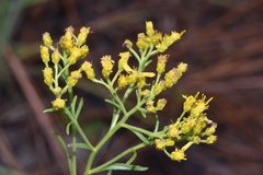 Solidago nitida
