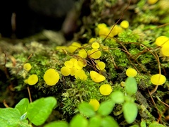 Calycina