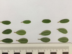 Arctostaphylos uva-ursi