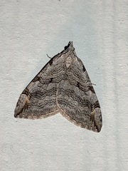 Aplocera plagiata
