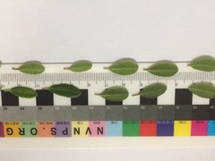 Arctostaphylos uva-ursi