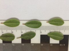 Arctostaphylos uva-ursi