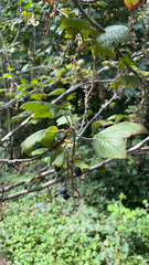 Ribes sanguineum