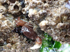 Hemigrapsus oregonensis