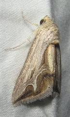 Cuneisigna rivulata