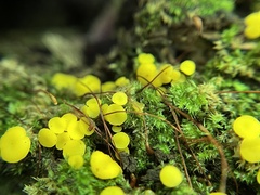 Calycina