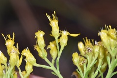 Solidago nitida