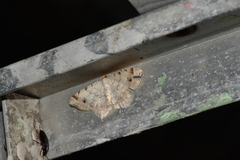 Macaria bisignata