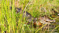 Caiman crocodilus fuscus