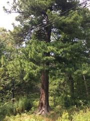 Pinus sibirica