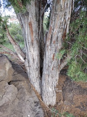 Juniperus scopulorum