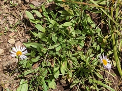 Erigeron coulteri