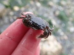 Hemigrapsus oregonensis