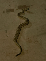 Crotalus scutulatus