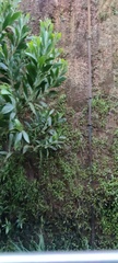Acacia