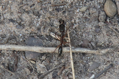 Odontomachus haematodus