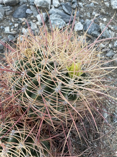 iNaturalist observation photo of California Barrel Cactus