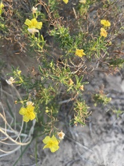 Oenothera serrulata