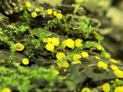 Calycina