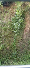 Acacia