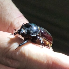 Xyloryctes jamaicensis