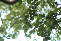 Hippomane mancinella