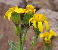 Senecio fremontii