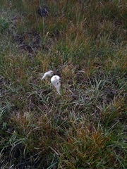 Eriophorum angustifolium