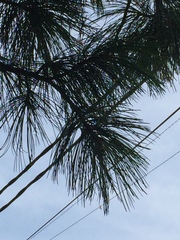 Pinus sibirica