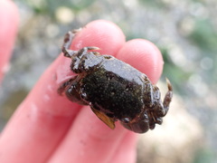 Hemigrapsus oregonensis