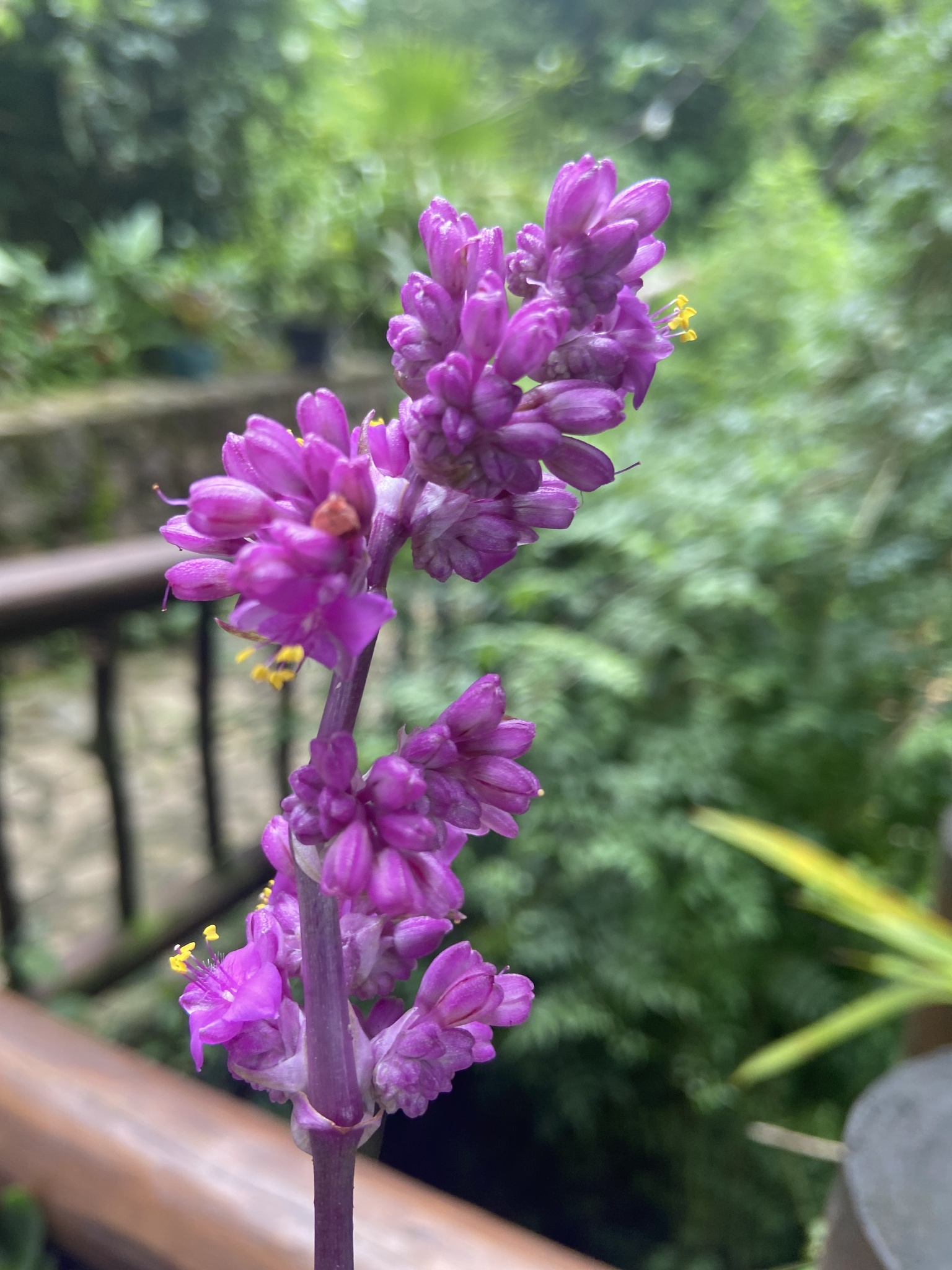 Imagem de Tradescantia-nanica