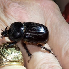 Xyloryctes jamaicensis