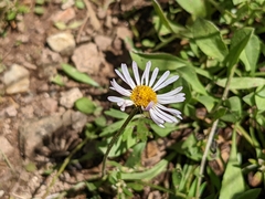 Erigeron coulteri