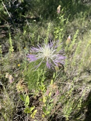 Plectocephalus americanus