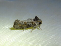 Acrolophus piger