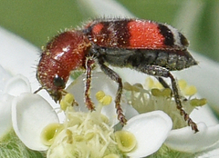 Enoclerus coccineus