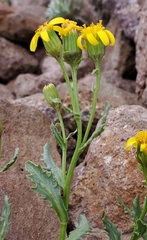Senecio fremontii