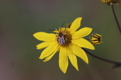 Melissodes trinodis