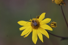 Melissodes trinodis