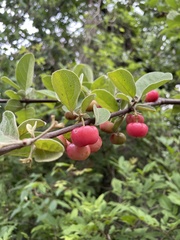 Malpighia mexicana
